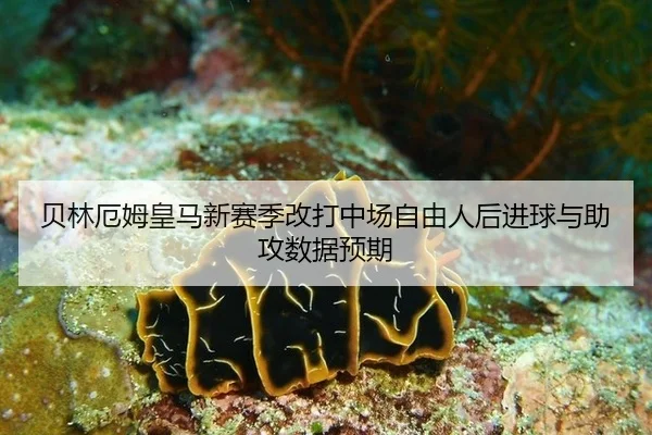 bei-lin-e-mu-huang-ma-xin-sai-ji-gai-da-zhong-chang-zi-you-ren-hou-jin-qiu-yu-zhu-gong-shu-ju-yu-qi-3-924.jpg